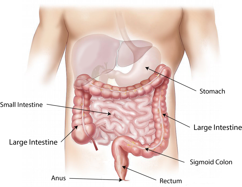 dostarlimab-kura-për-kancerin-zorrës-trashë.jpg 